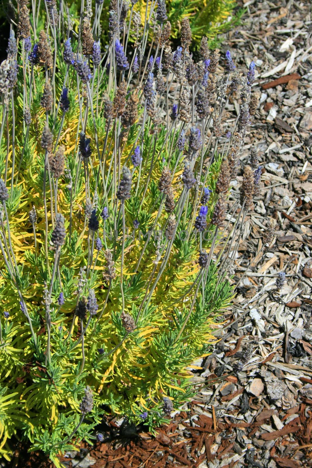 Lavender flowers close up on a sunny day.
