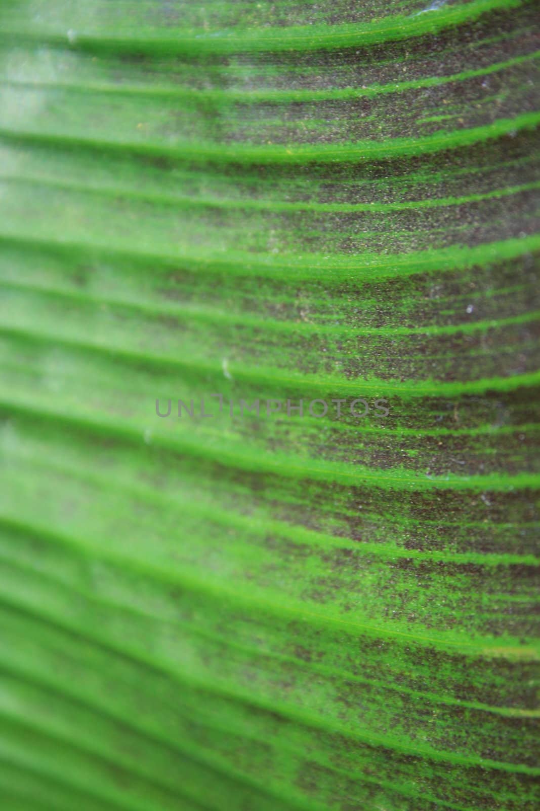 Close up of a leaf showing unique patterns.
