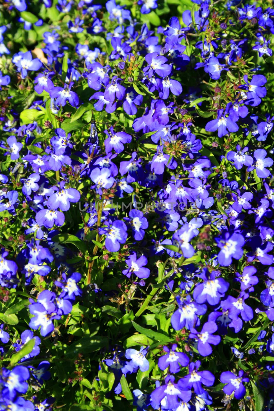 Lobelia flowers close up on a sunny day.
