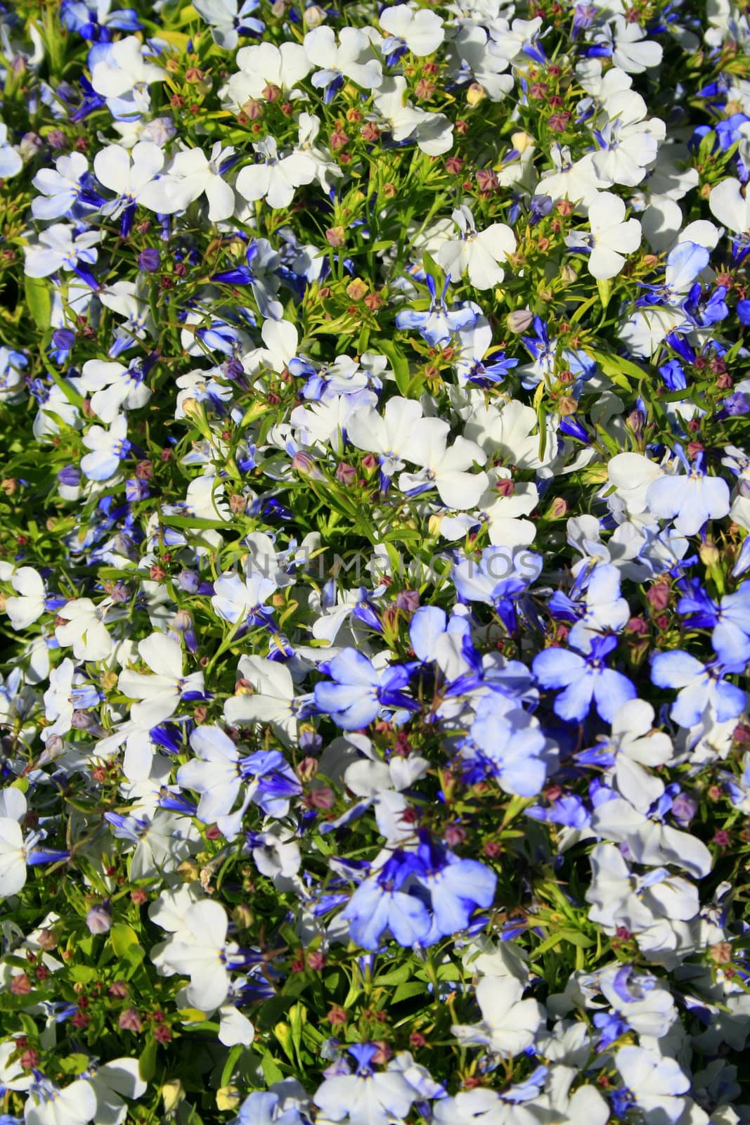 Lobelia flowers close up on a sunny day.
