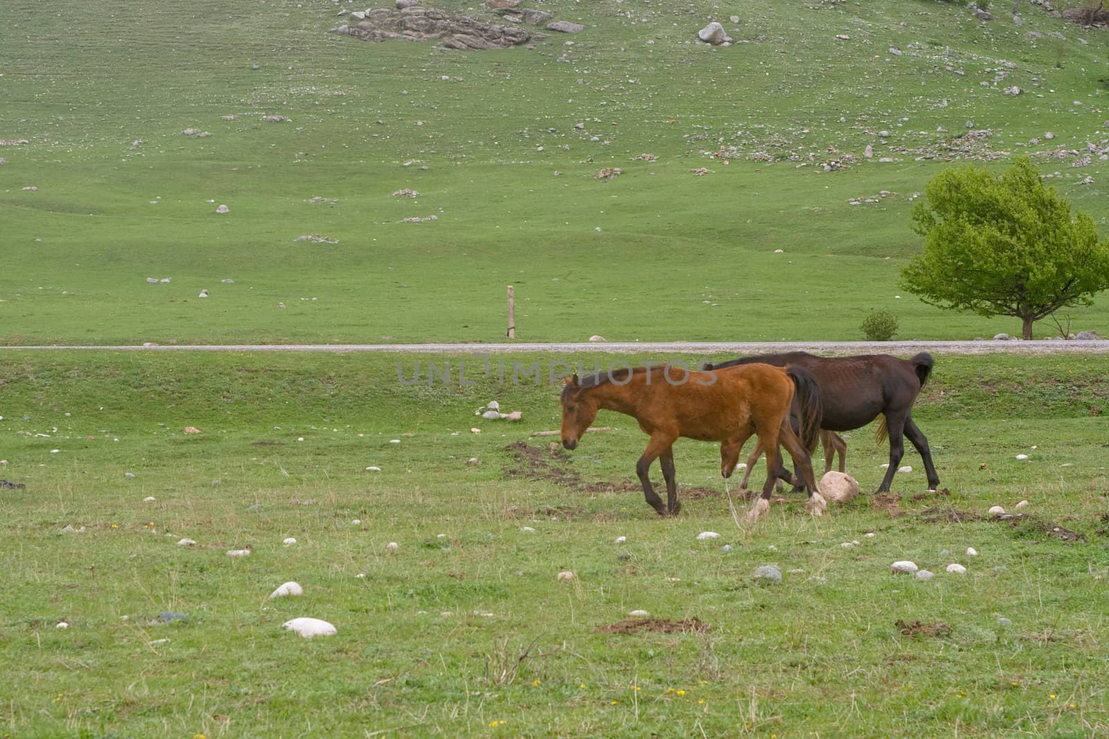 walking horses on green field
