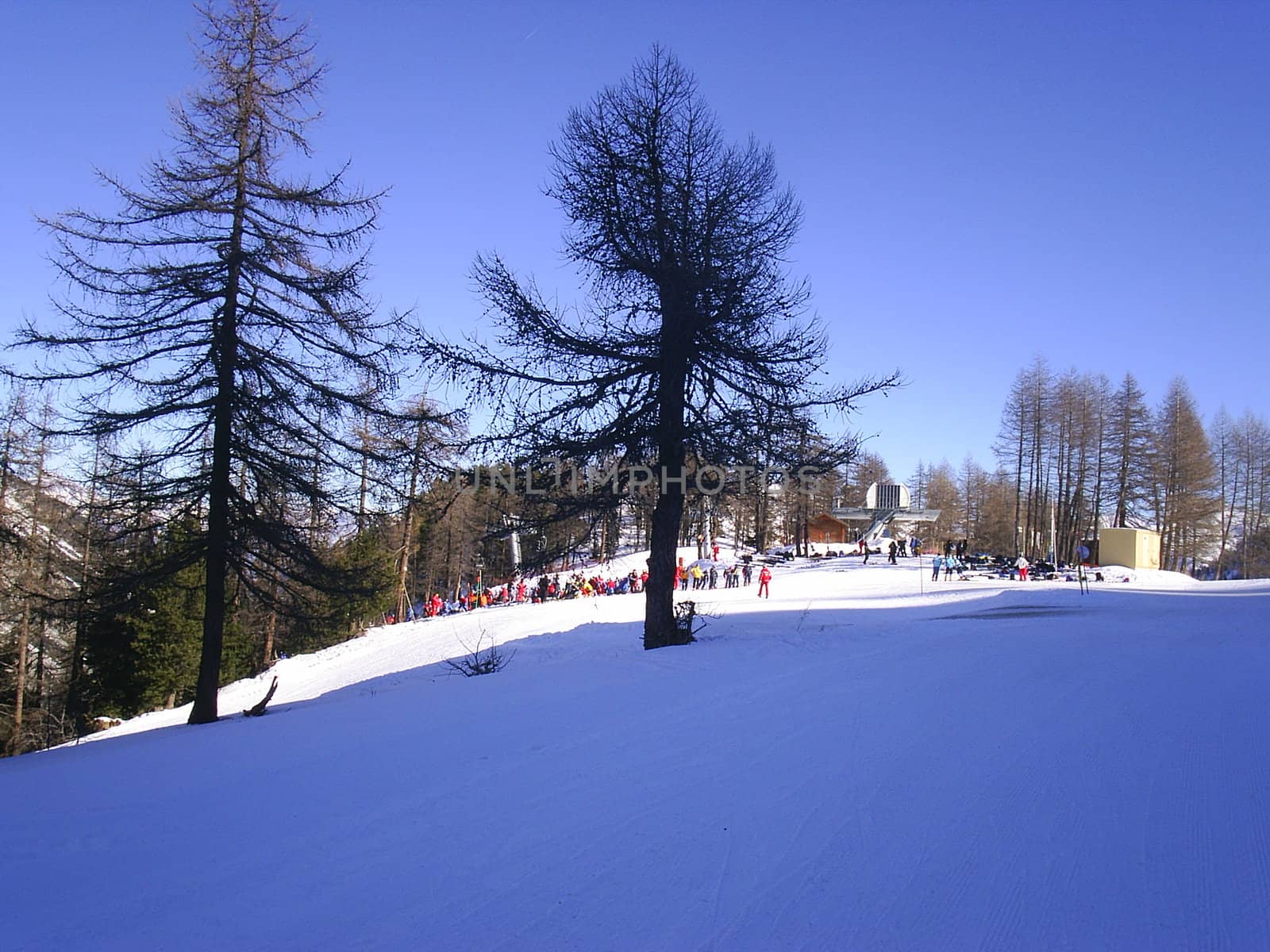 Trees in a snowy scene