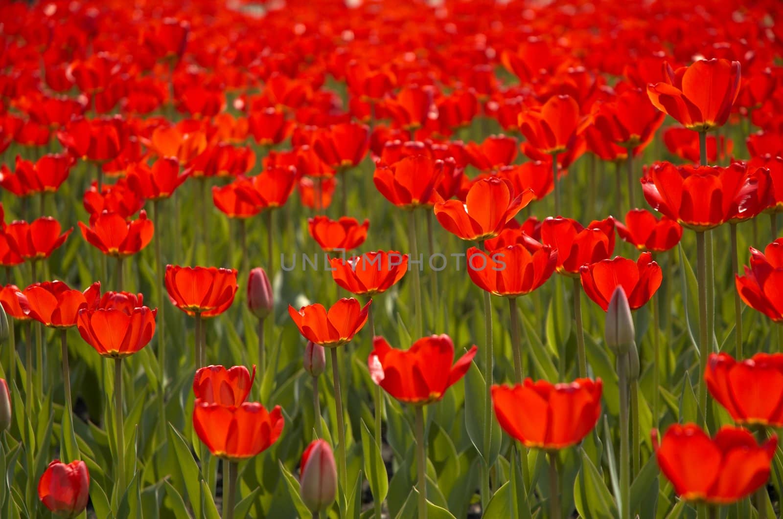 red tulips by Kuzma