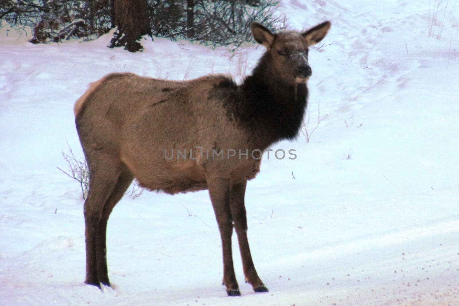Canadian Caribou in the snow by chrisga