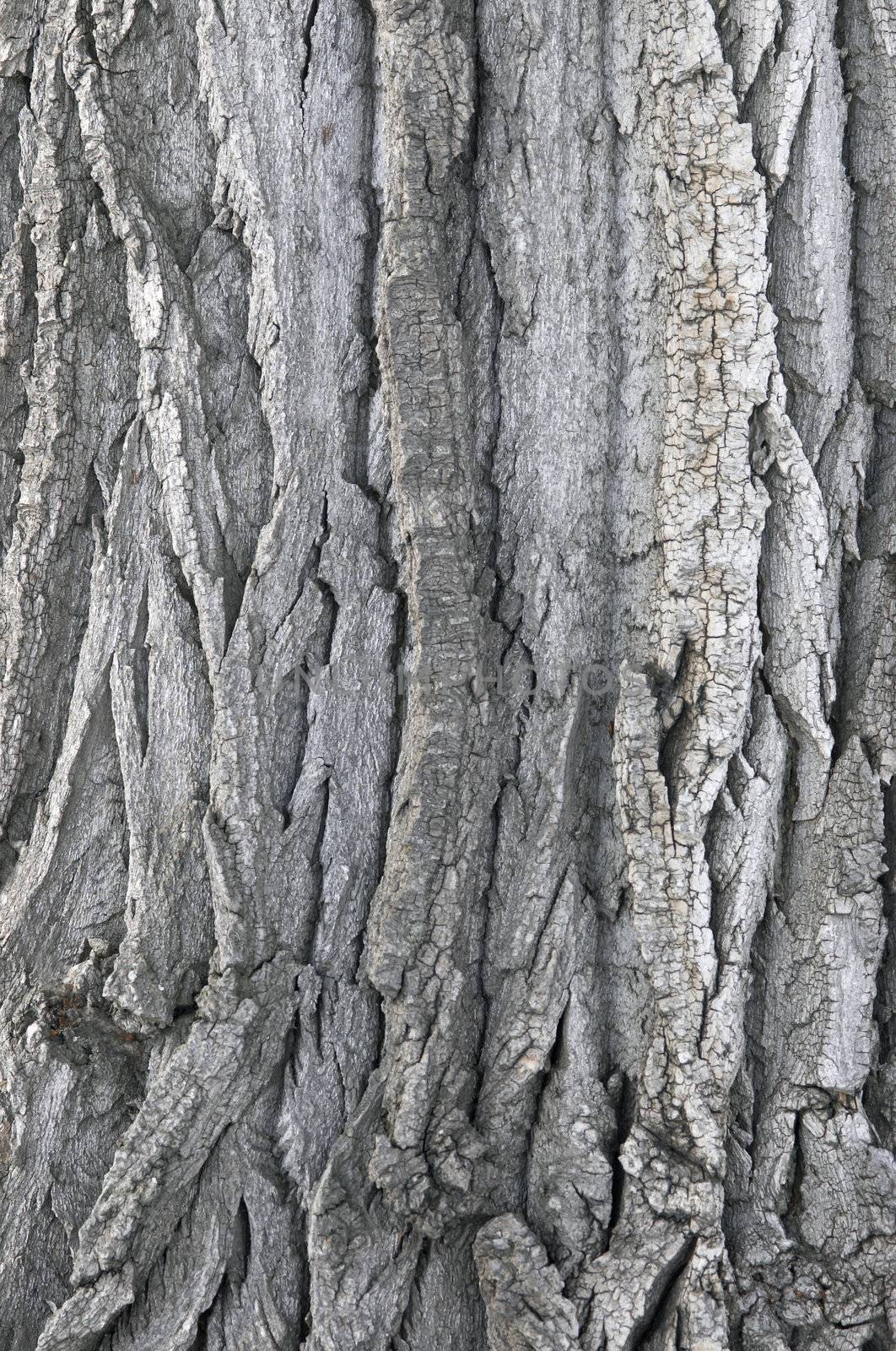 wooden background