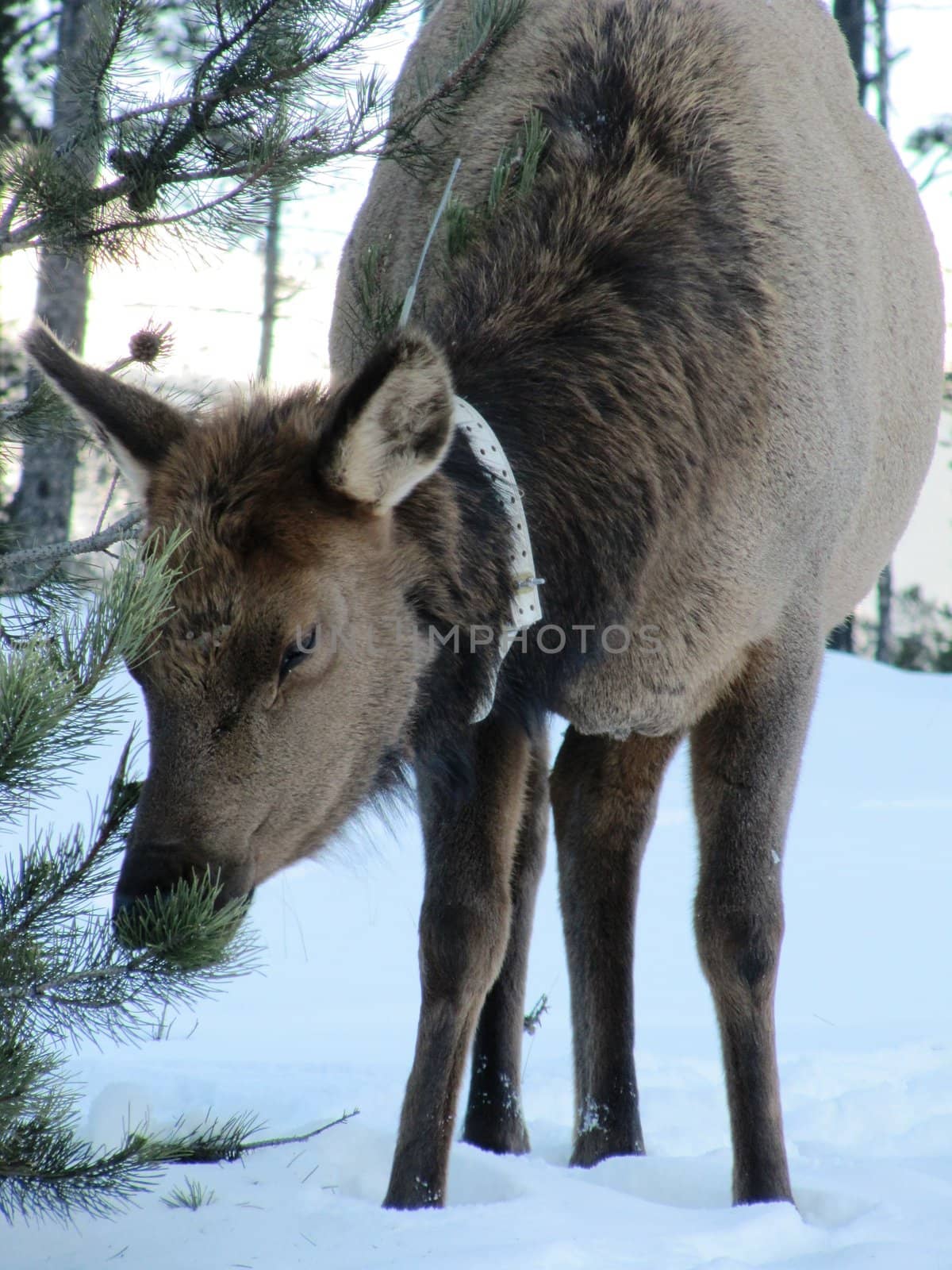 Canadian Caribou in the snow