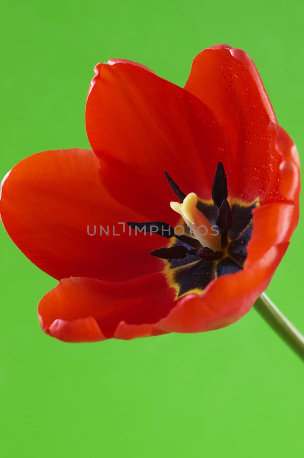 red tulip