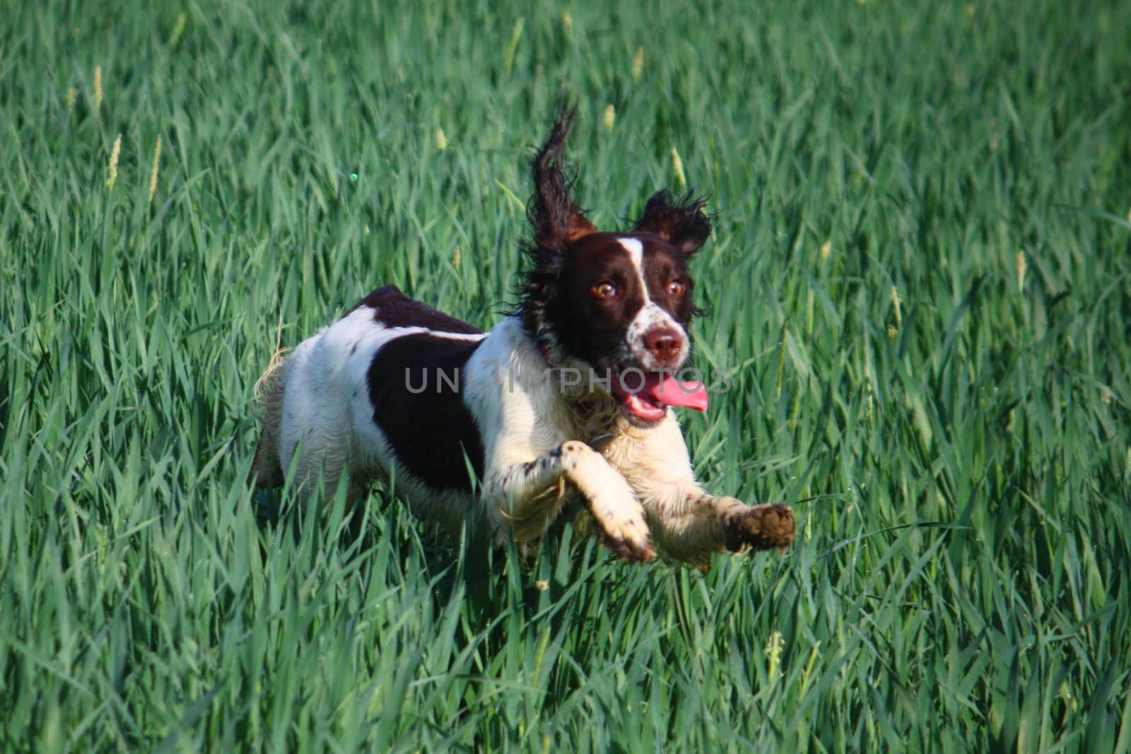 English Springer Spaniel Bounding through crops