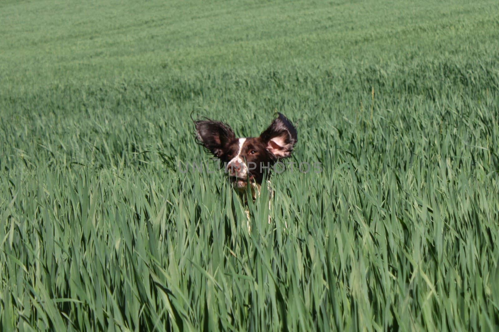 English Springer Spaniel in crops