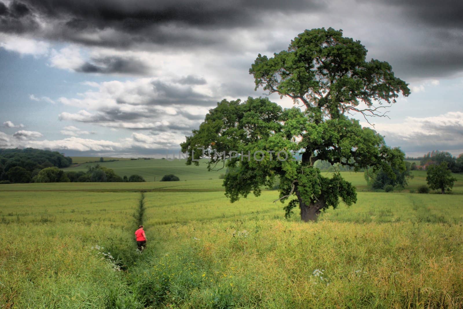 Tree under moody sky by chrisga