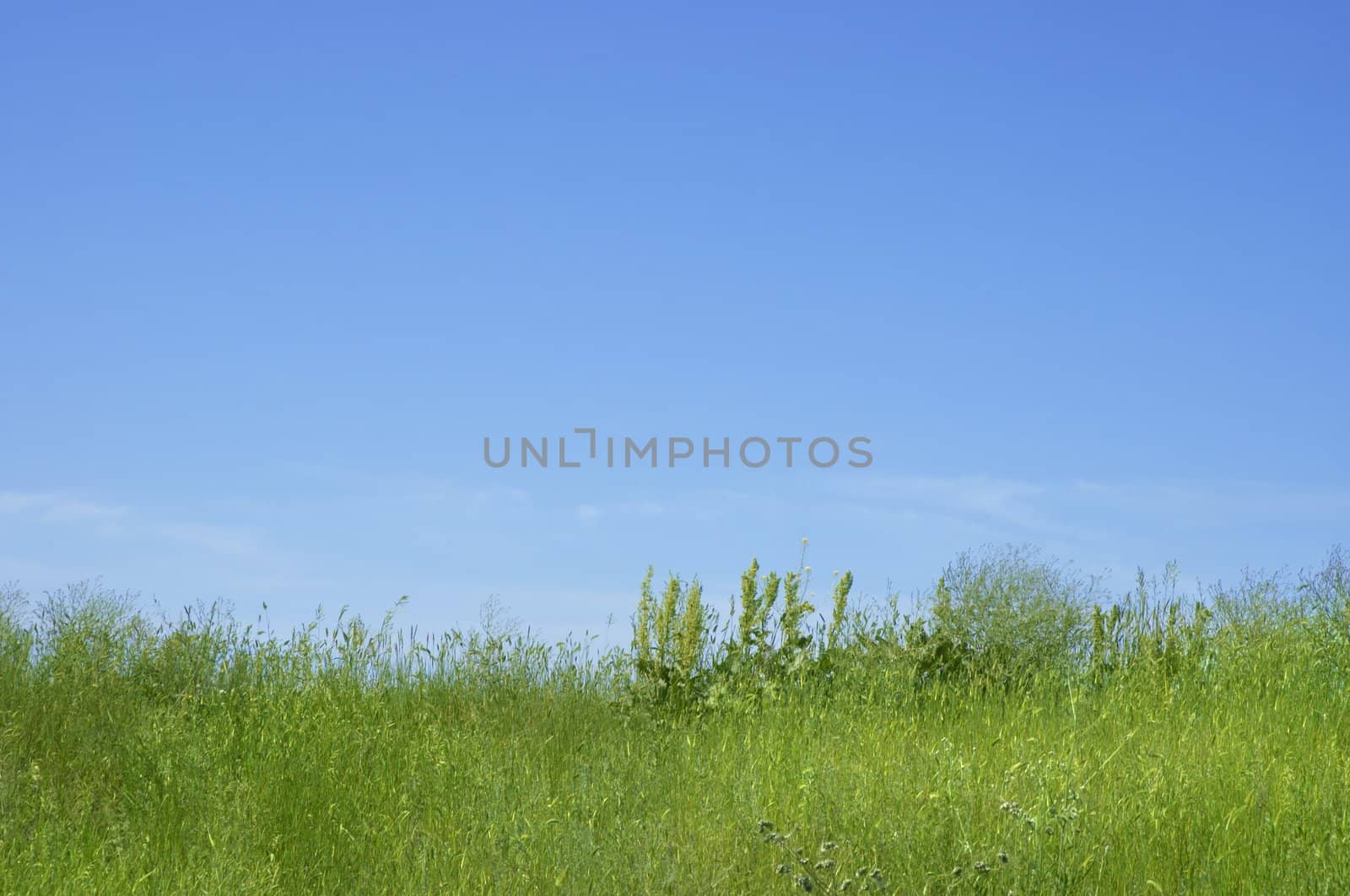 green field in the summer

