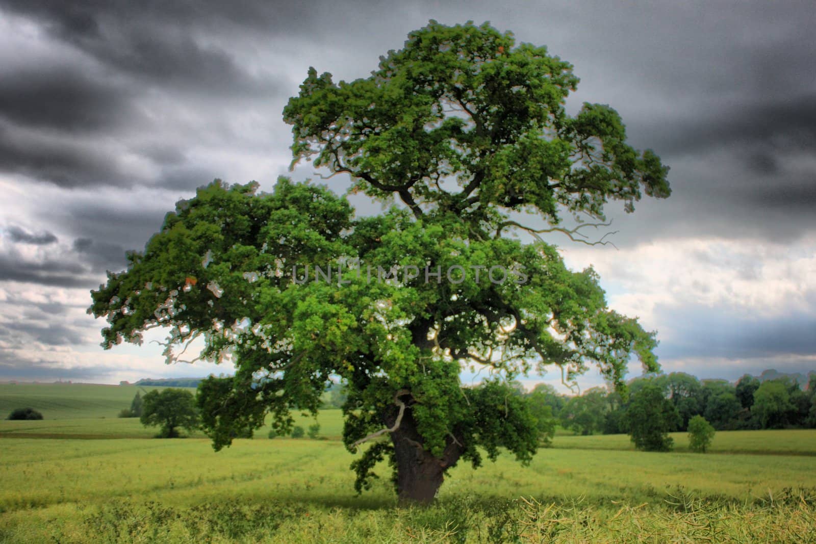 Tree under moody sky