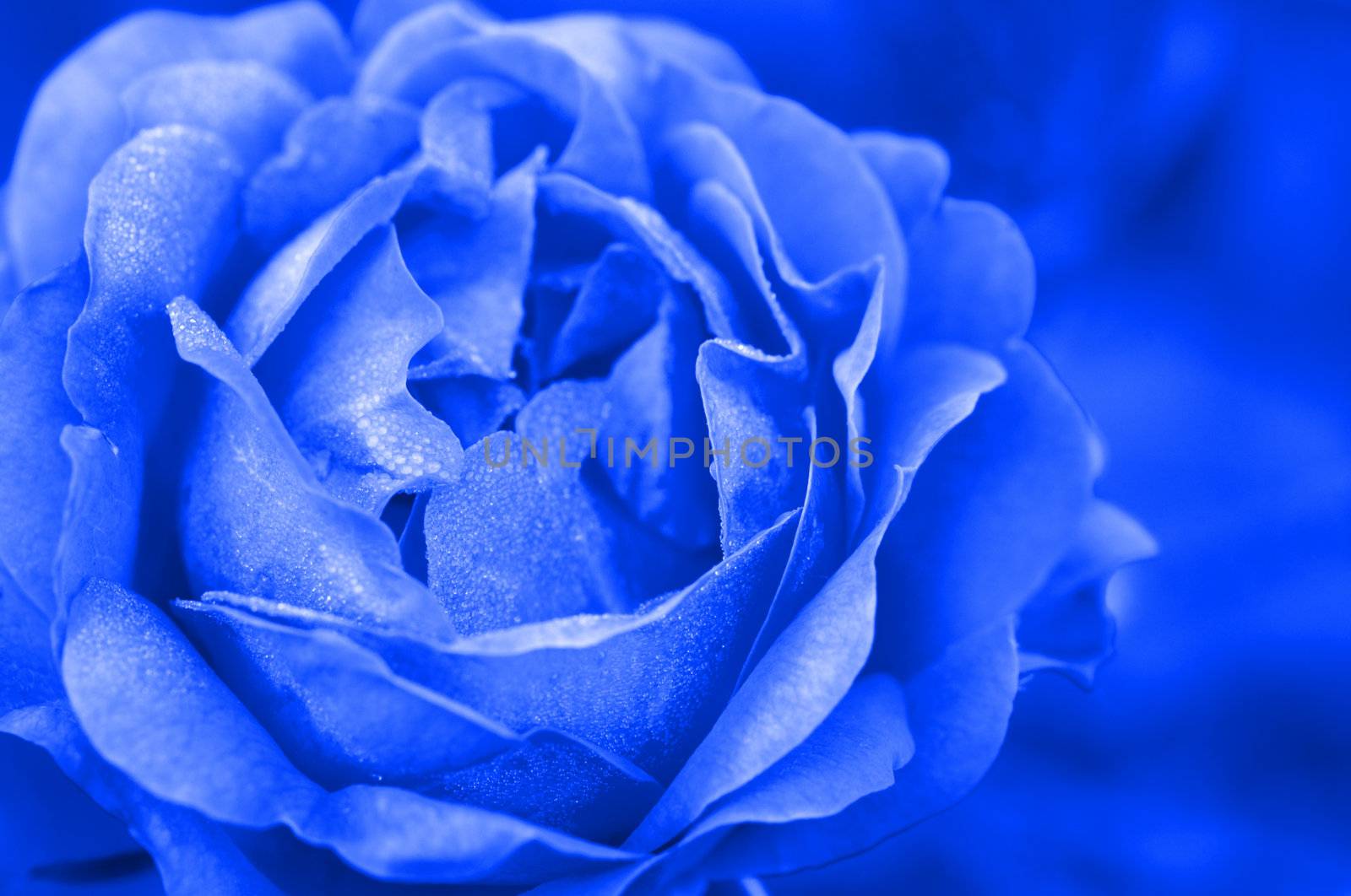 blue rose in close up