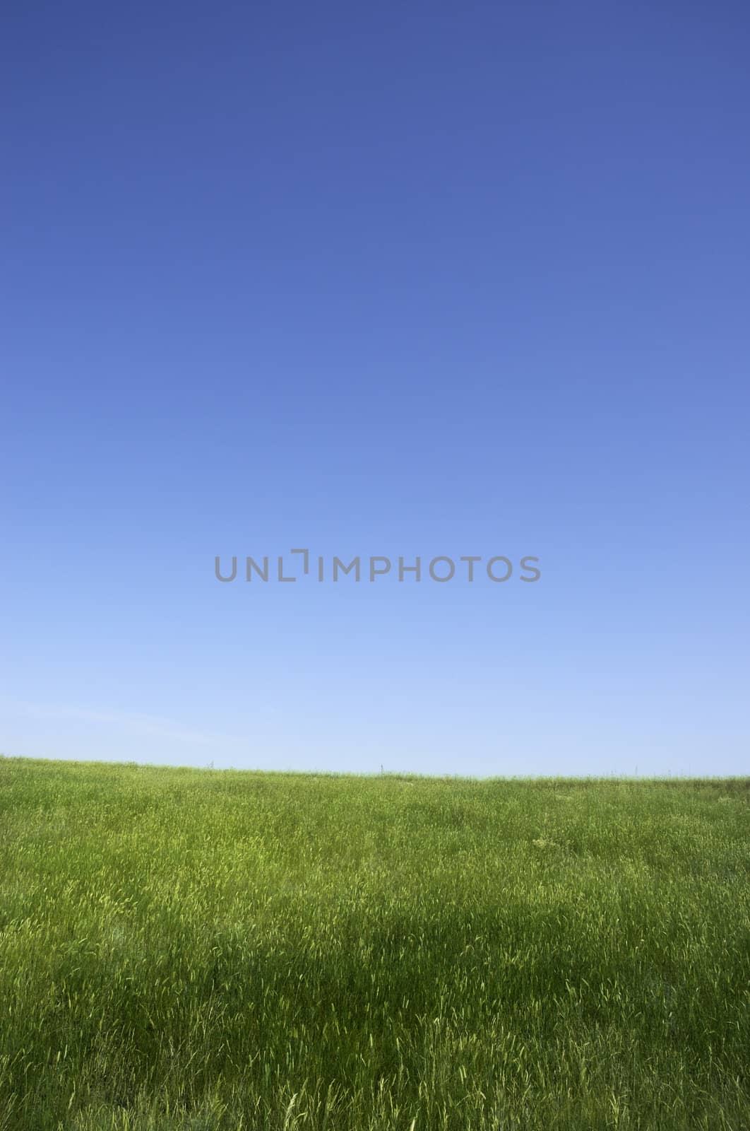 nature background(focus on the nearest grass)