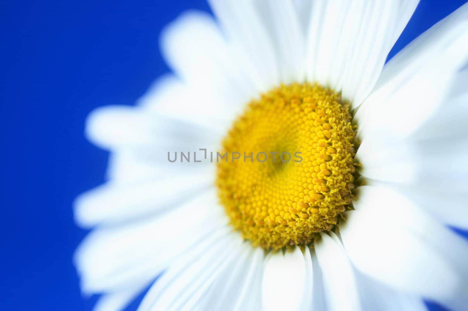 camomile in close up