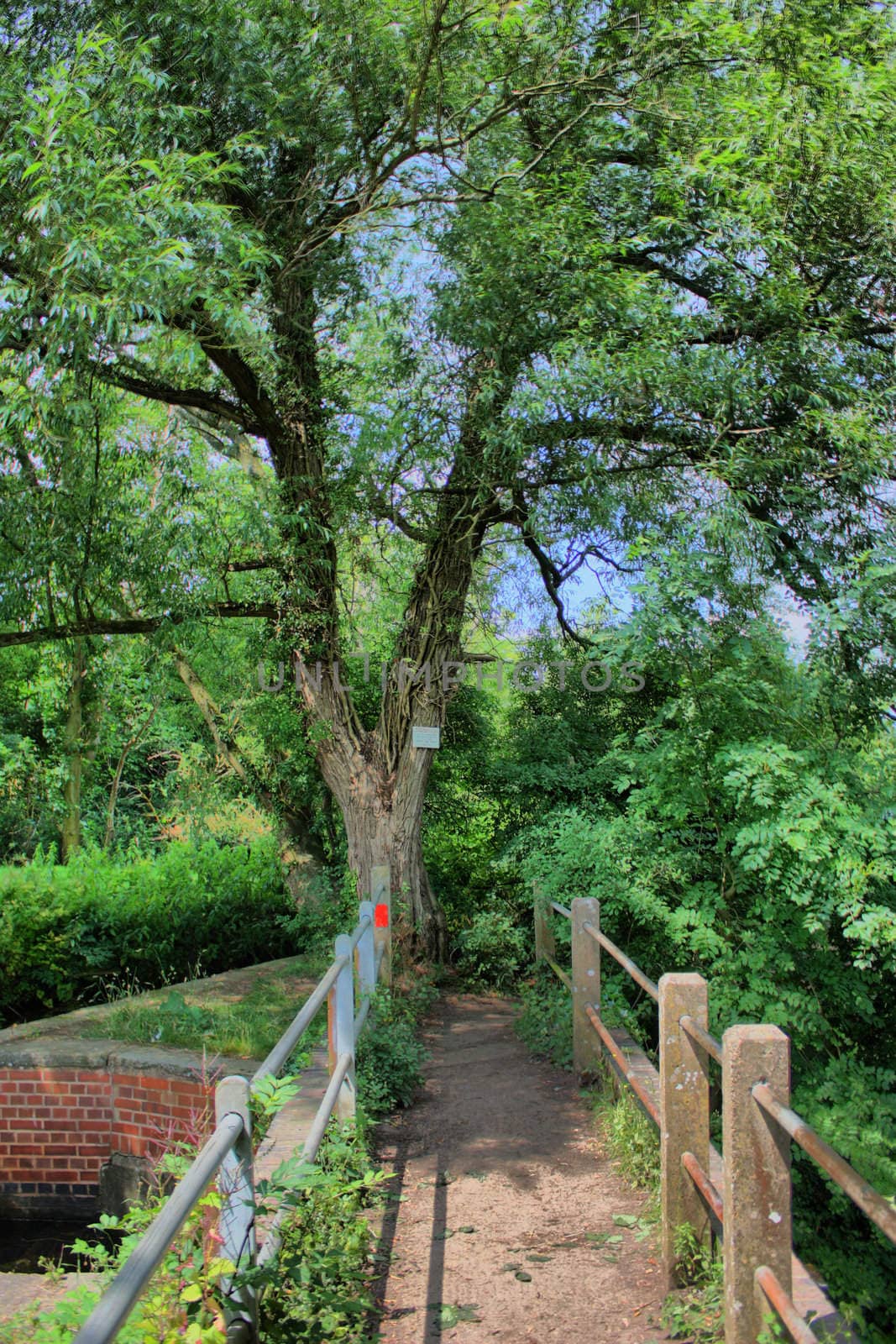 Bridge Under a tree by chrisga