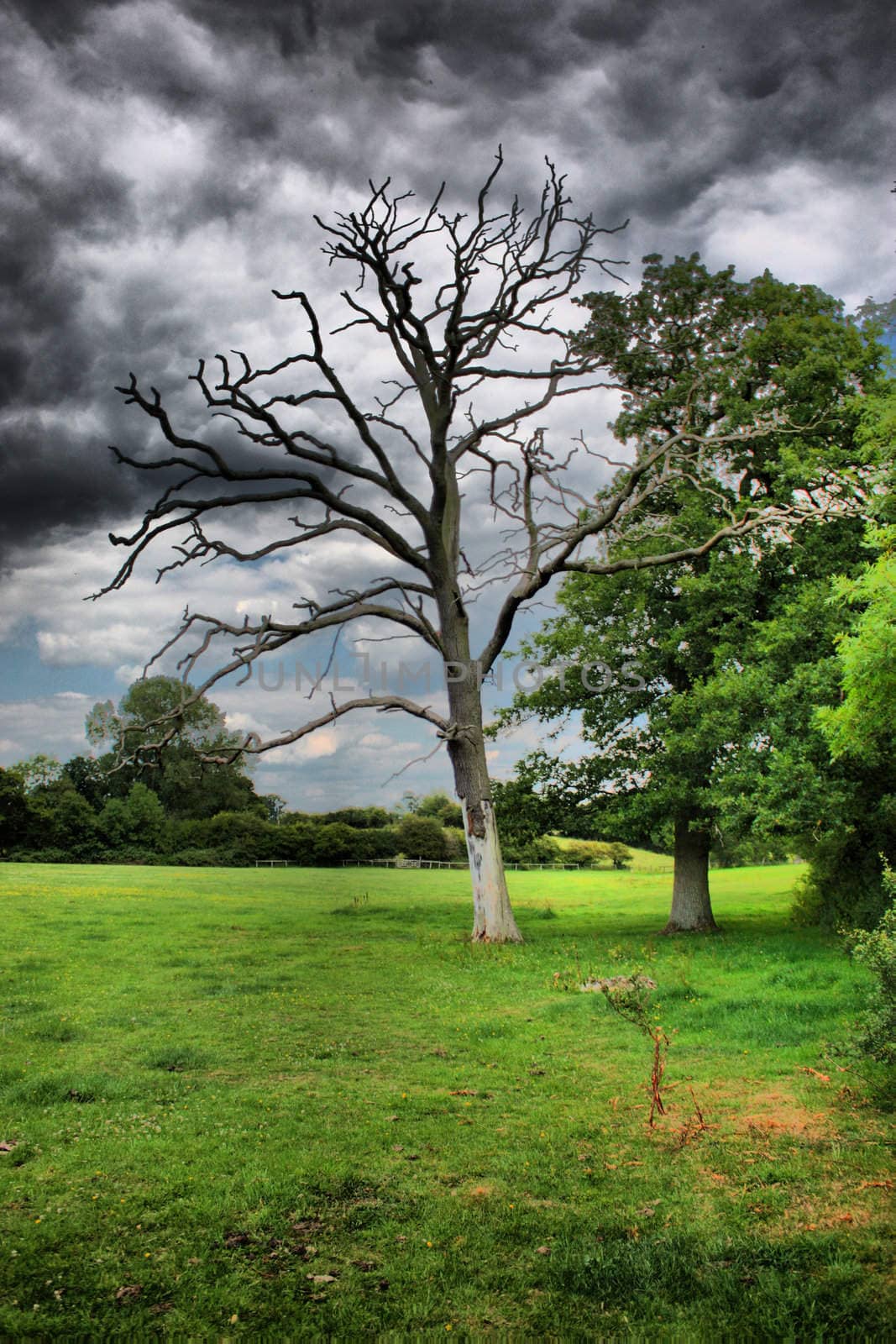 Tree under moody sky by chrisga