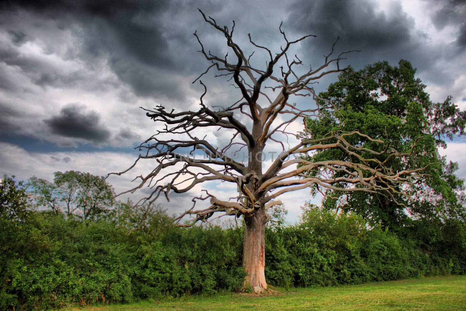 Tree under moody sky by chrisga