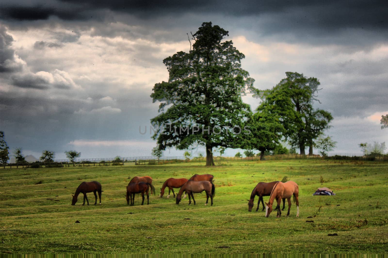 Tree under moody sky by chrisga