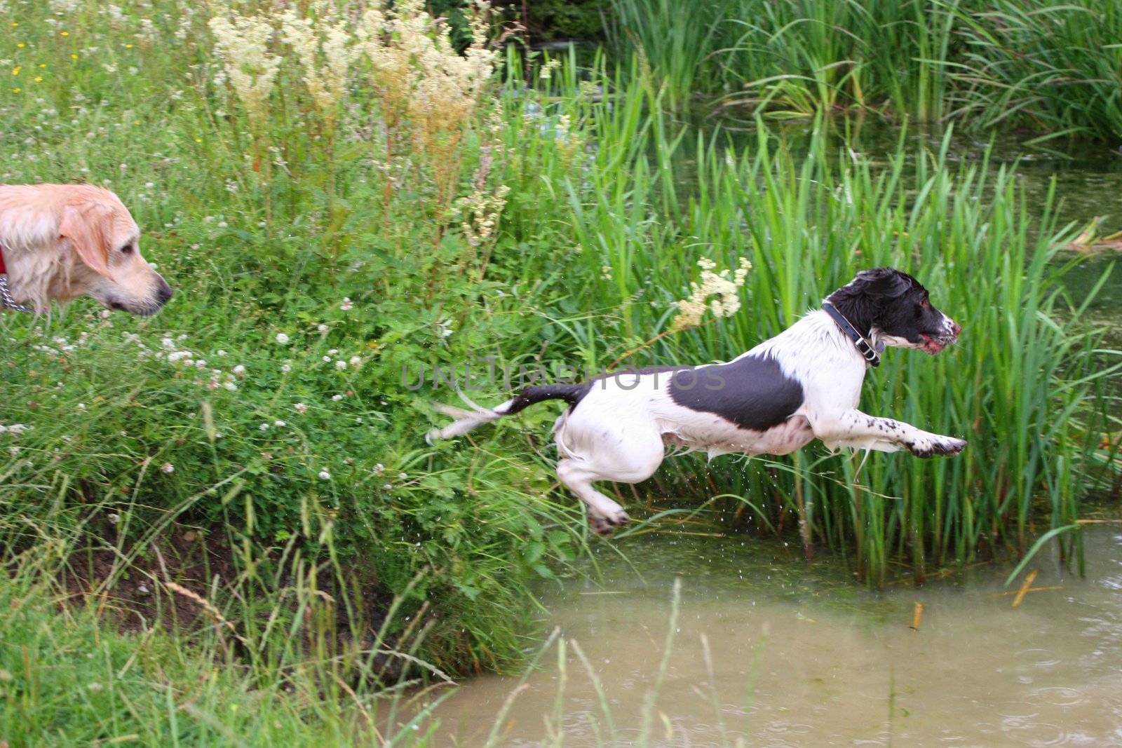 English Springer Spaniel jumping into water by chrisga