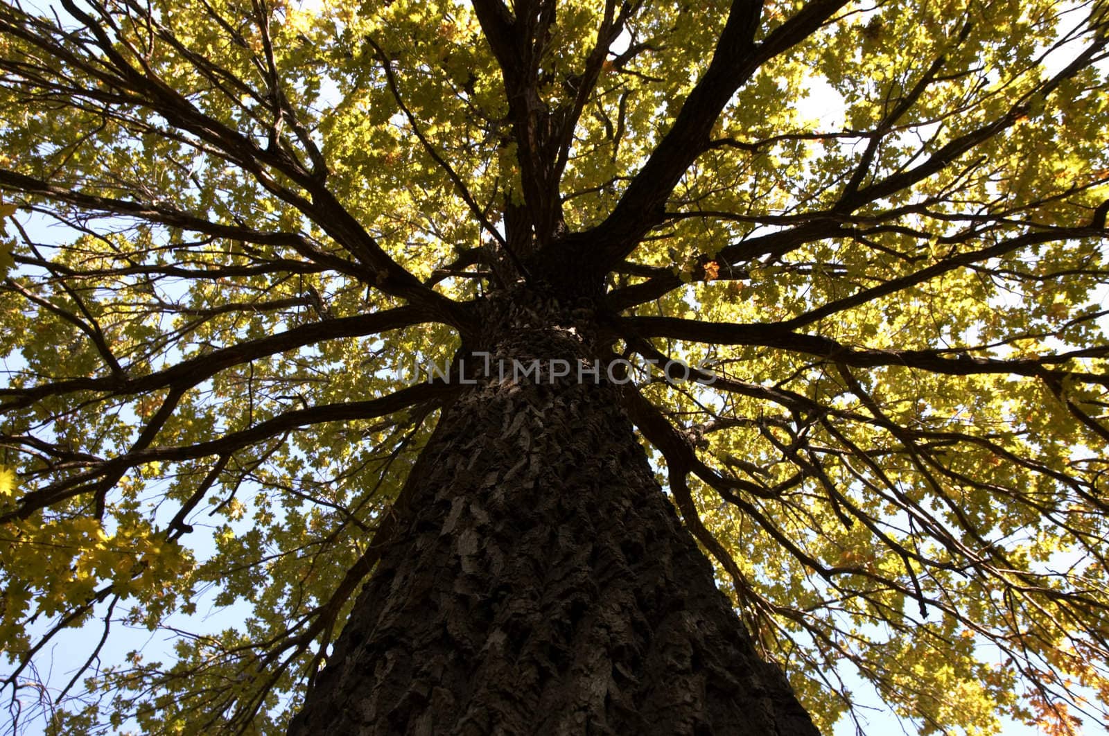 great tree in autumn season