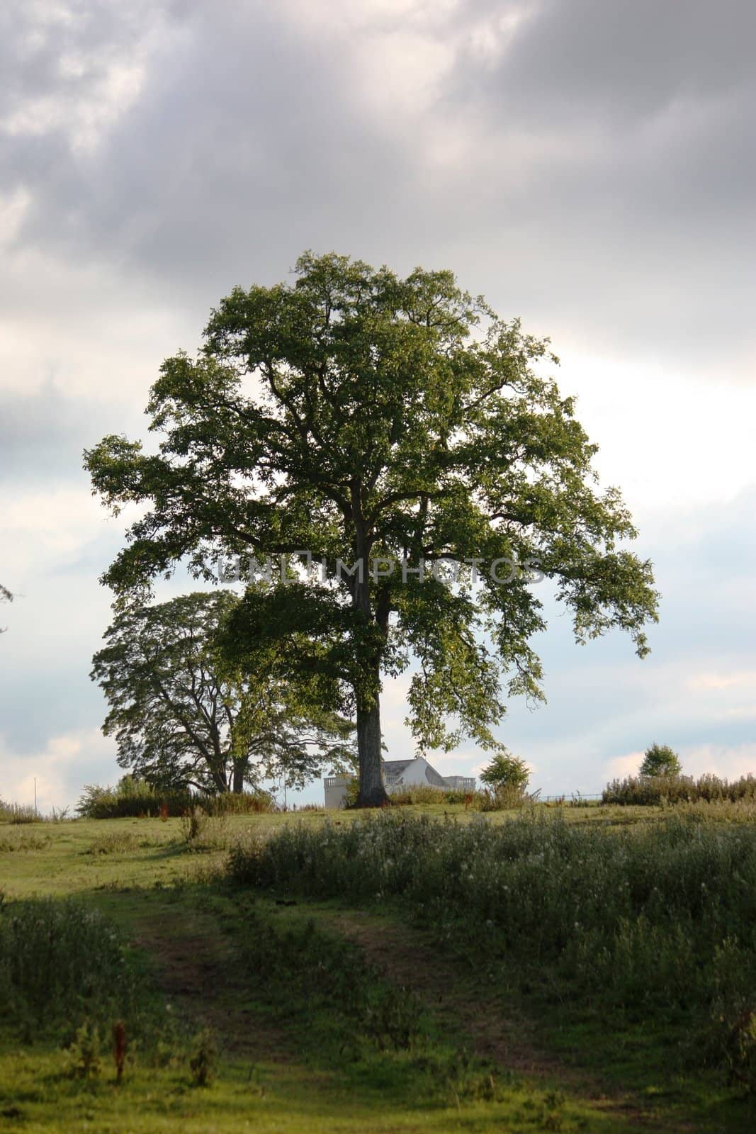 Tree in a field by chrisga