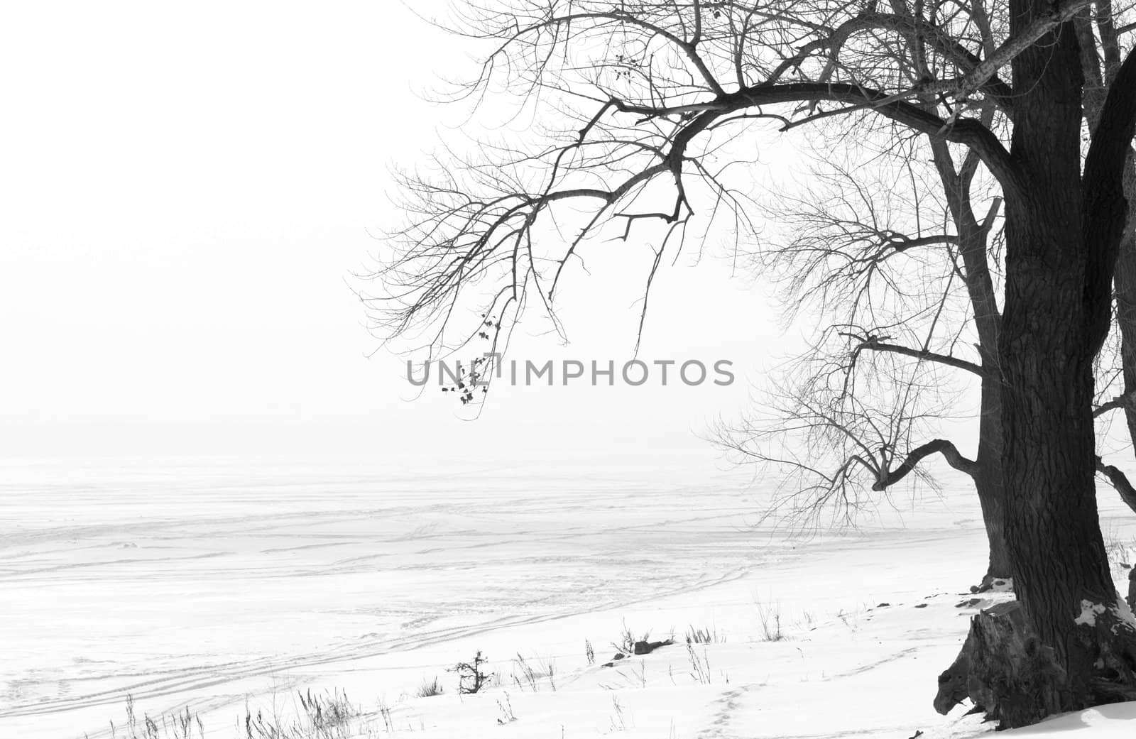 special photo f/x(focus point on the tree)