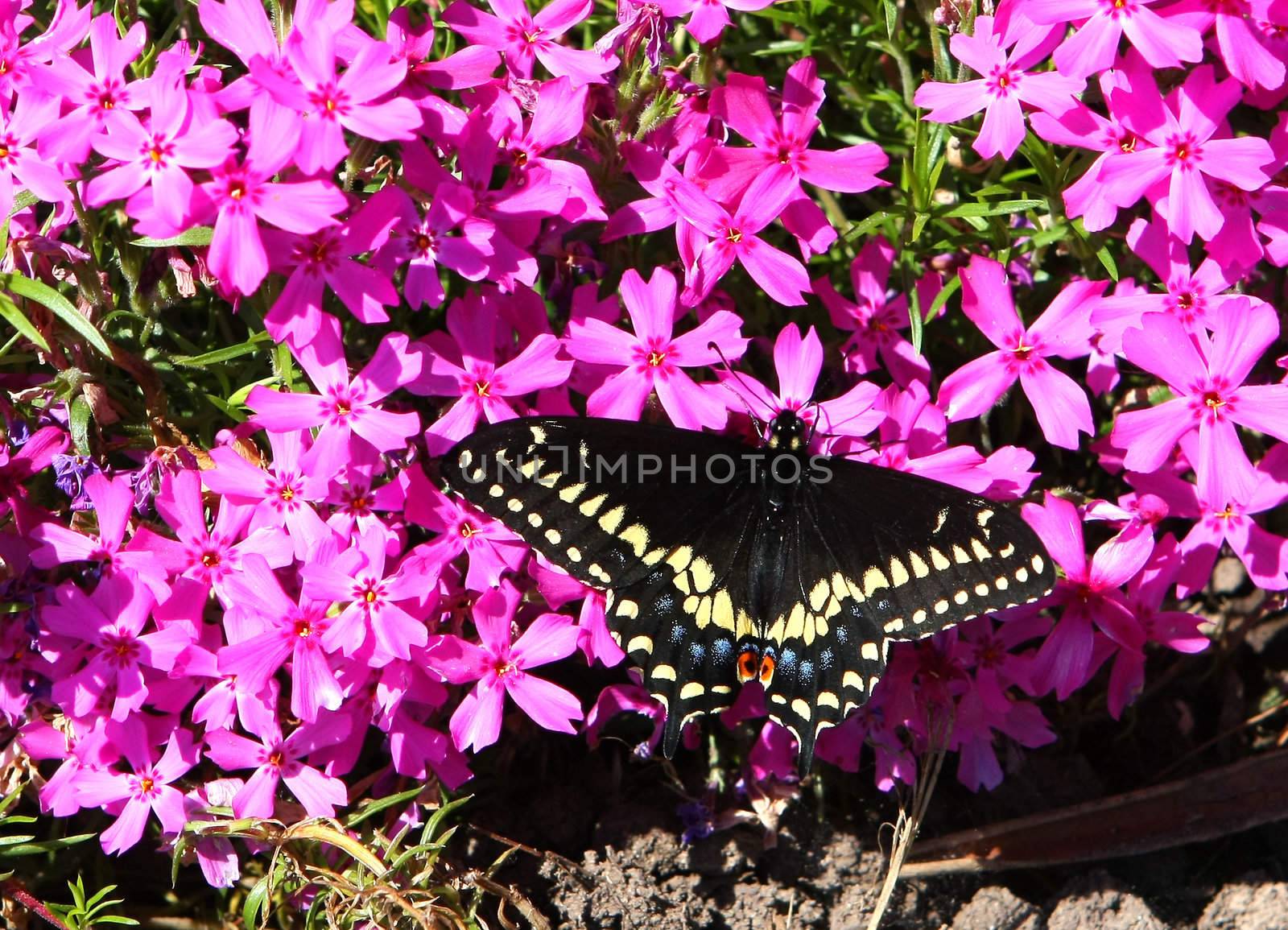 Eastern Black Swallowtail Butterfly Papilio polyxenes in morning sunlight