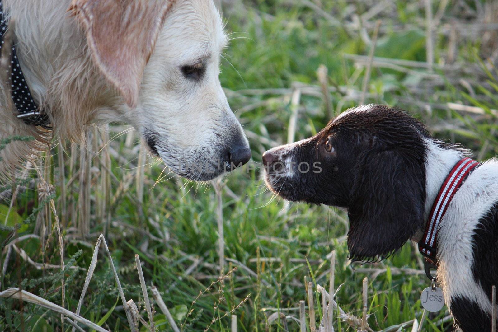 Working English Springer Spaniel and a Golden Retriever face to face by chrisga