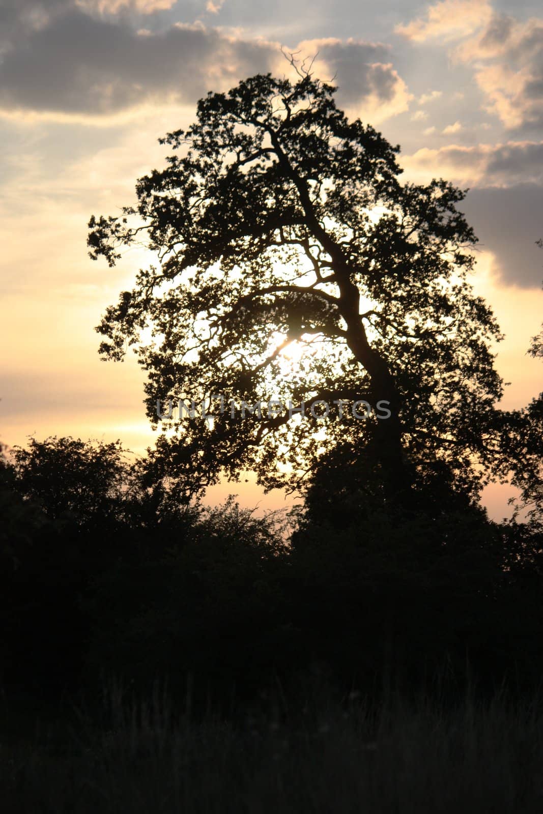 Tree silhouette