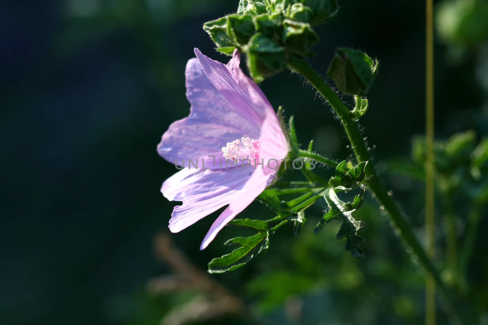 Mallow Flower Malva moschata profile in early morning light