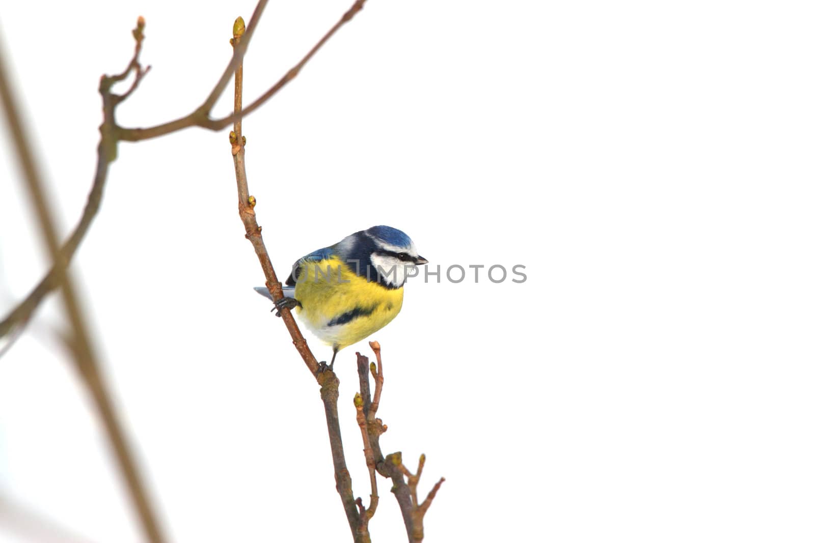 blue tit on a twig in winter