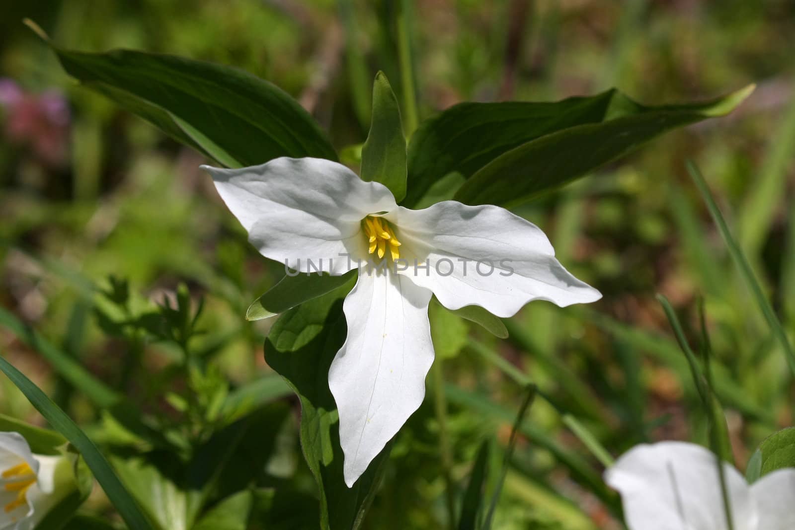 Trillium flower grandiflorum early spring in morning sun
