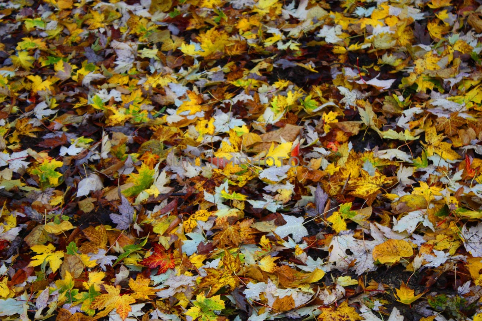 Leaves on floor