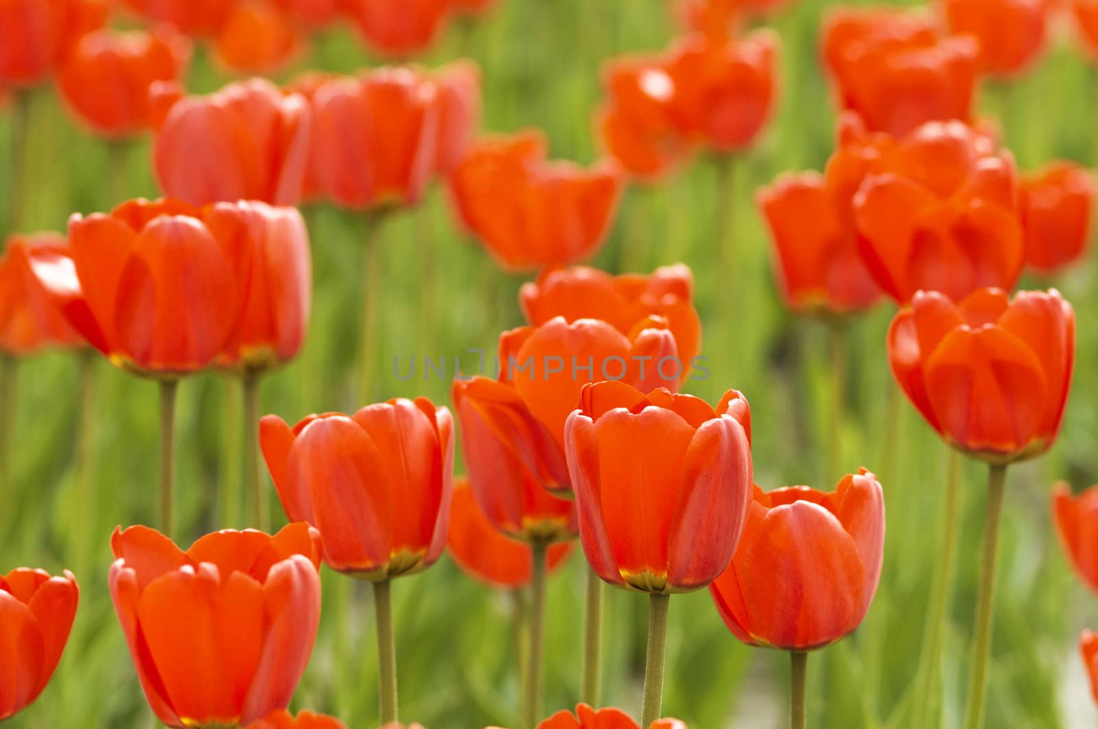 focus point on the nearest tulips on the center