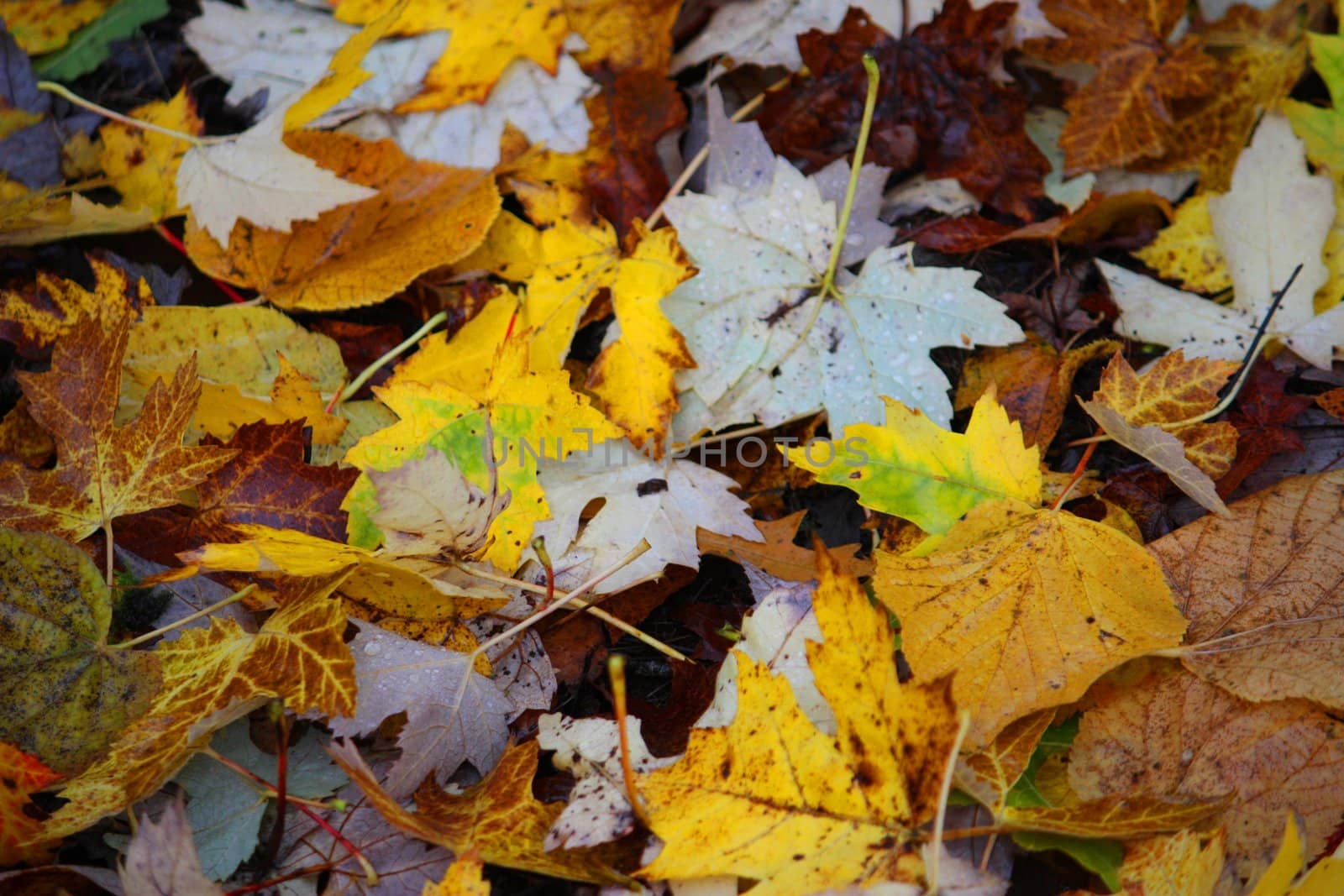 Leaves on floor