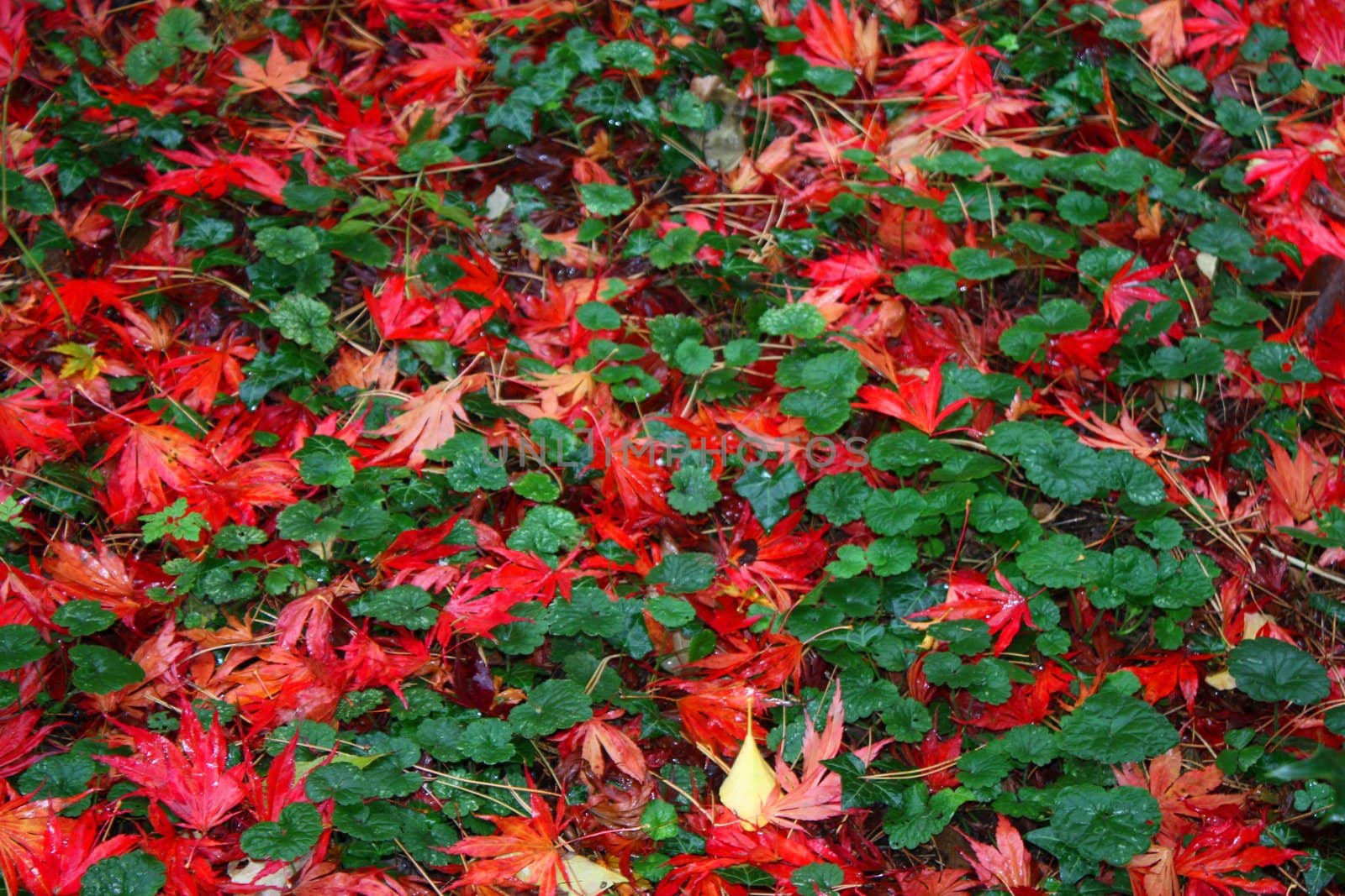 Leaves on floor