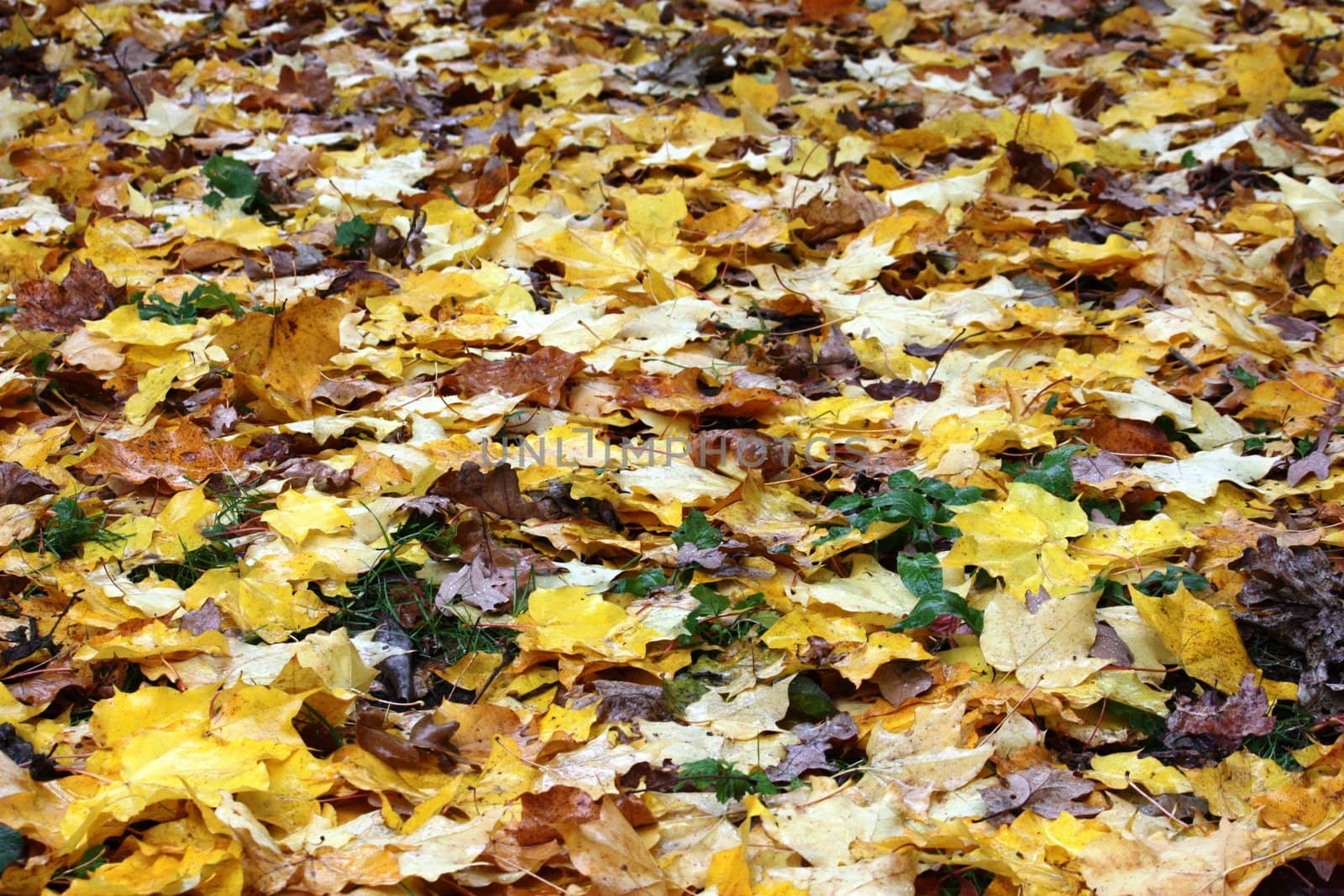 Leaves on floor