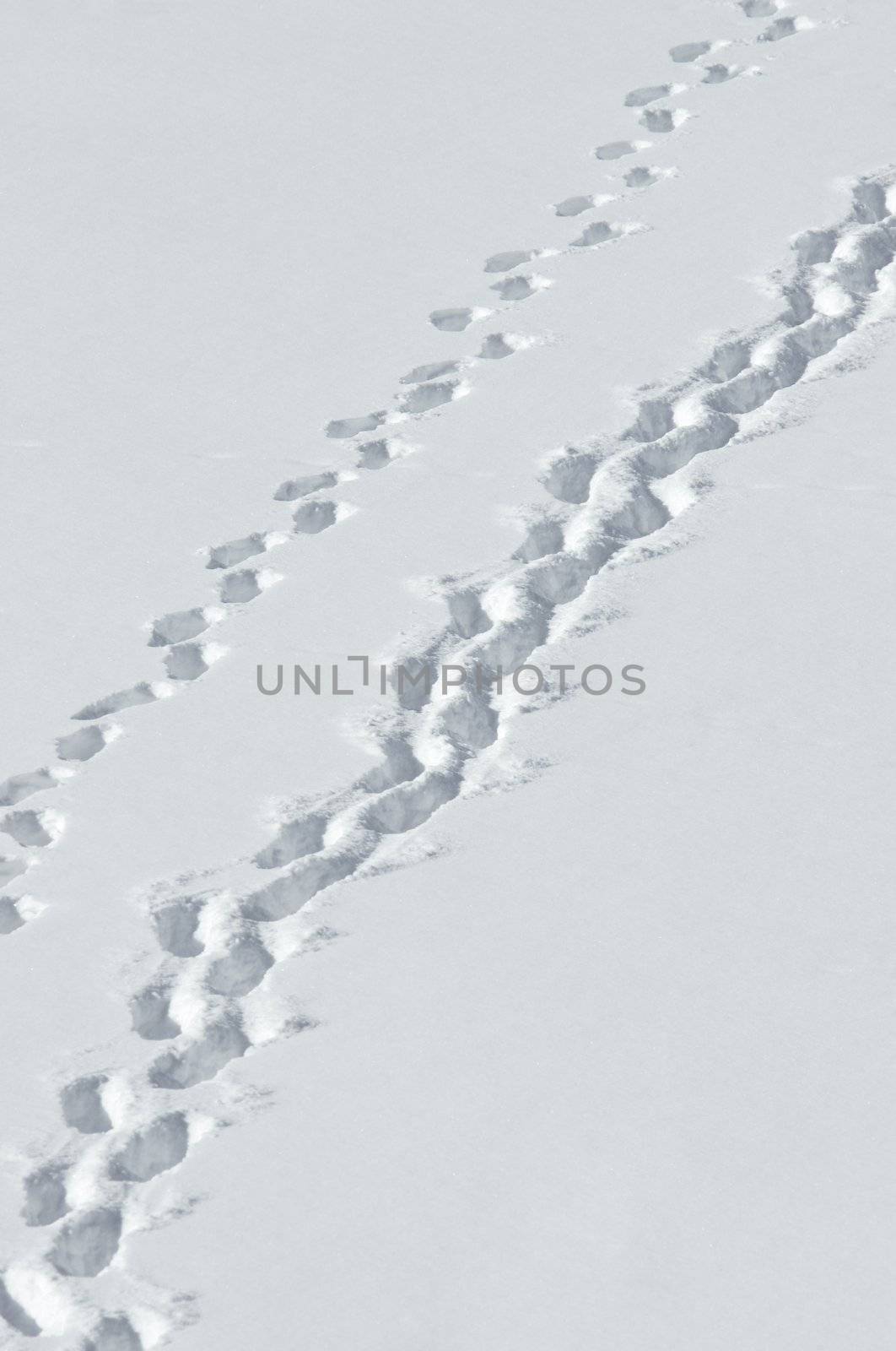 footprints on snow background, focus on center of photo