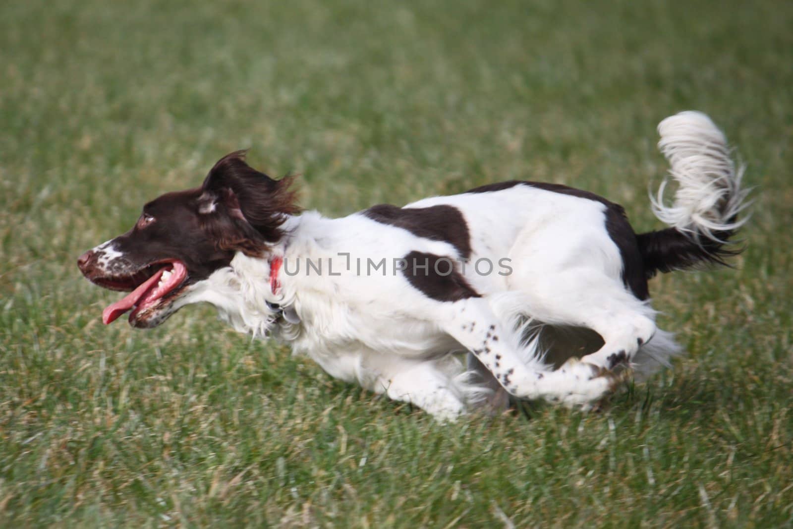 Working English Springer Spaniel running by chrisga