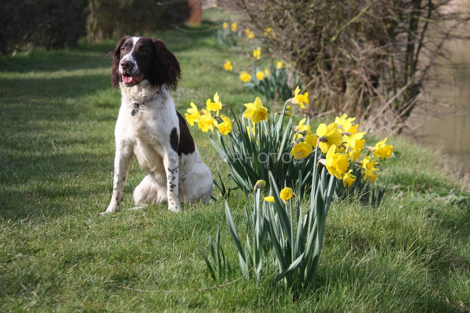 Working English Springer Spaniel by chrisga