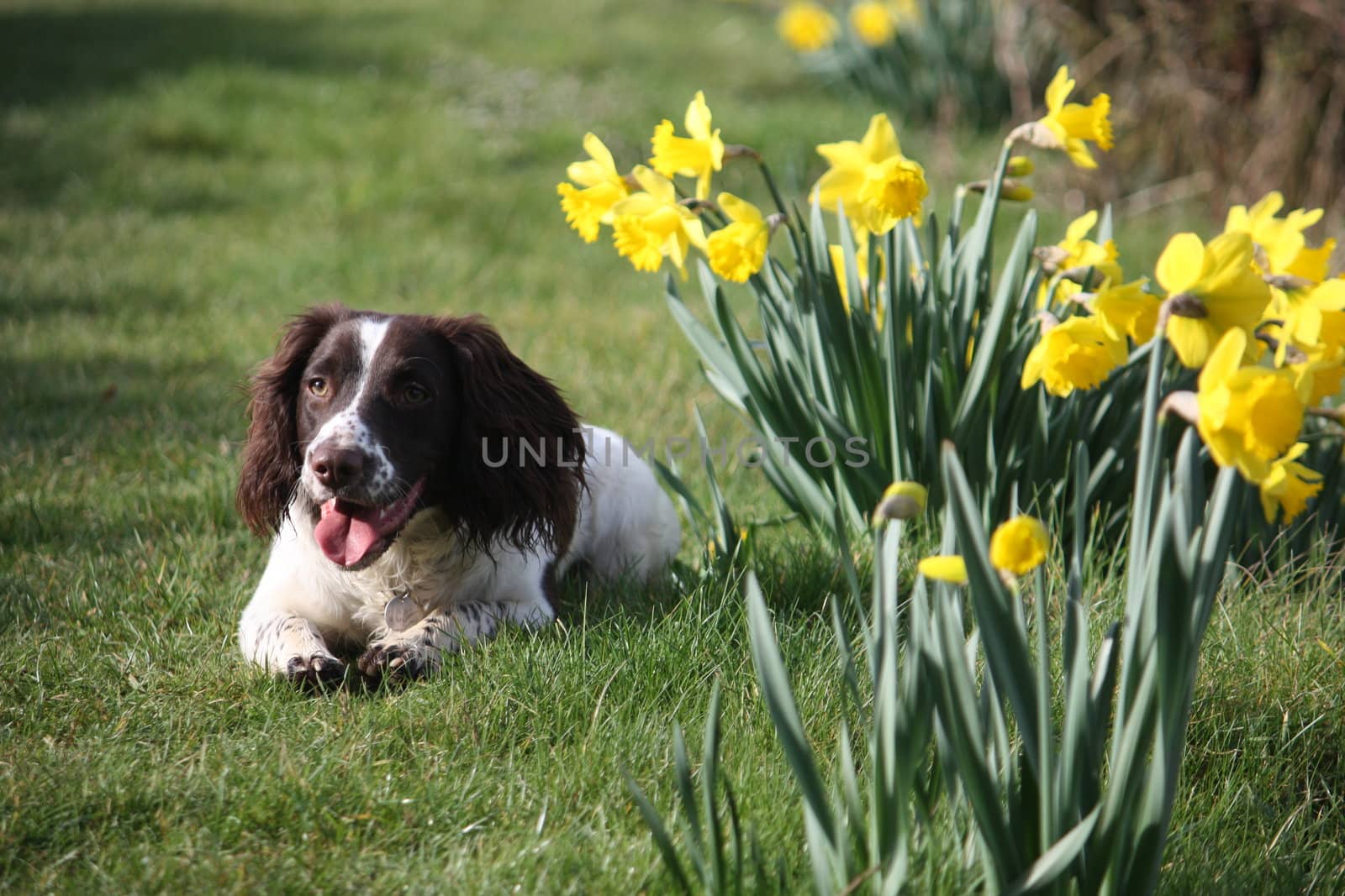 Working English Springer Spaniel by chrisga