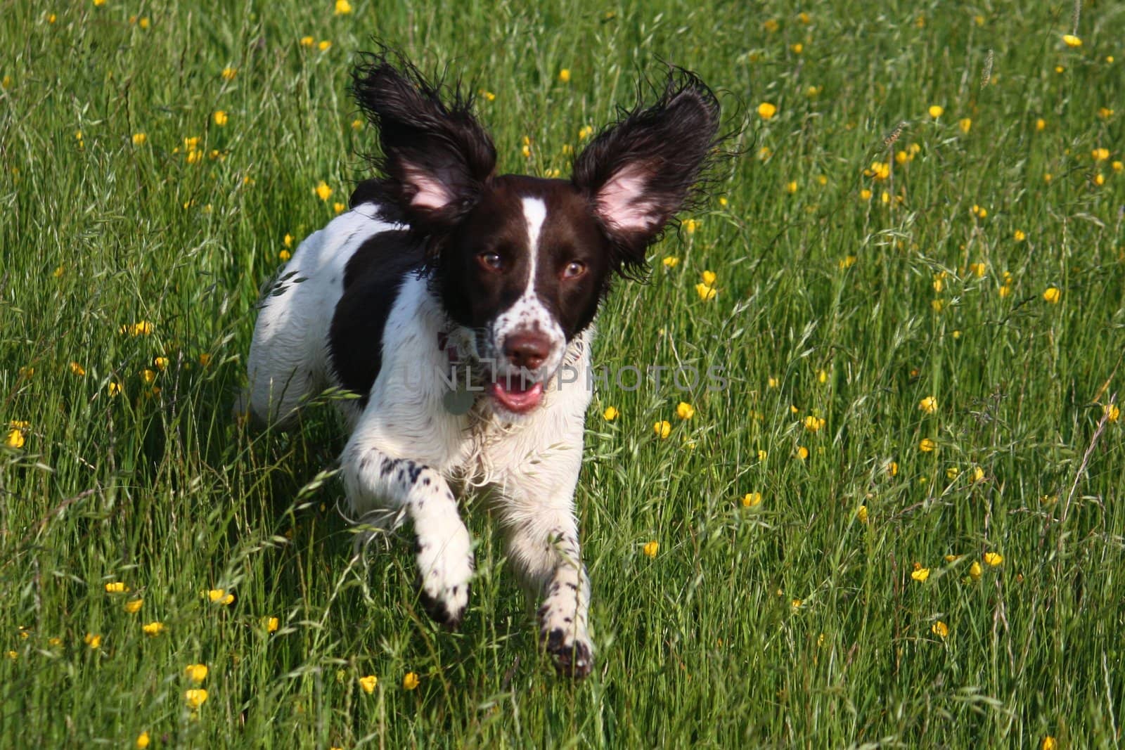 Working English Springer Spaniel by chrisga