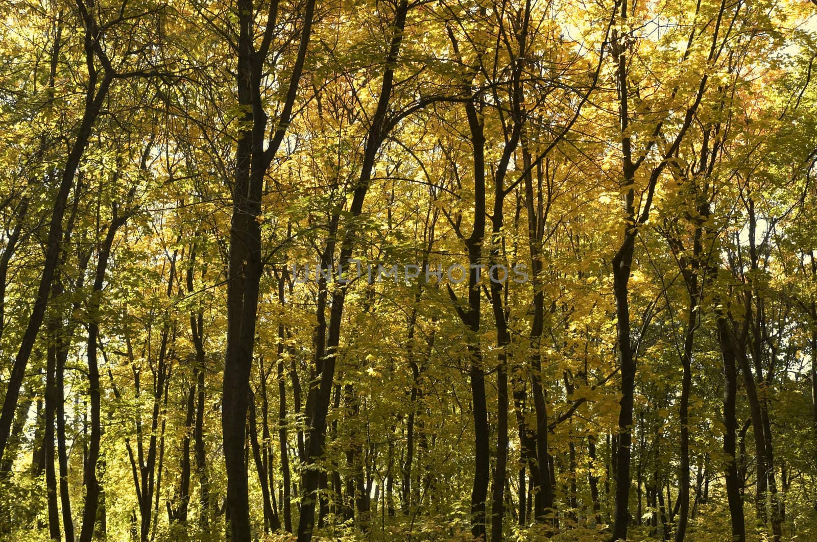 great park in autumn season