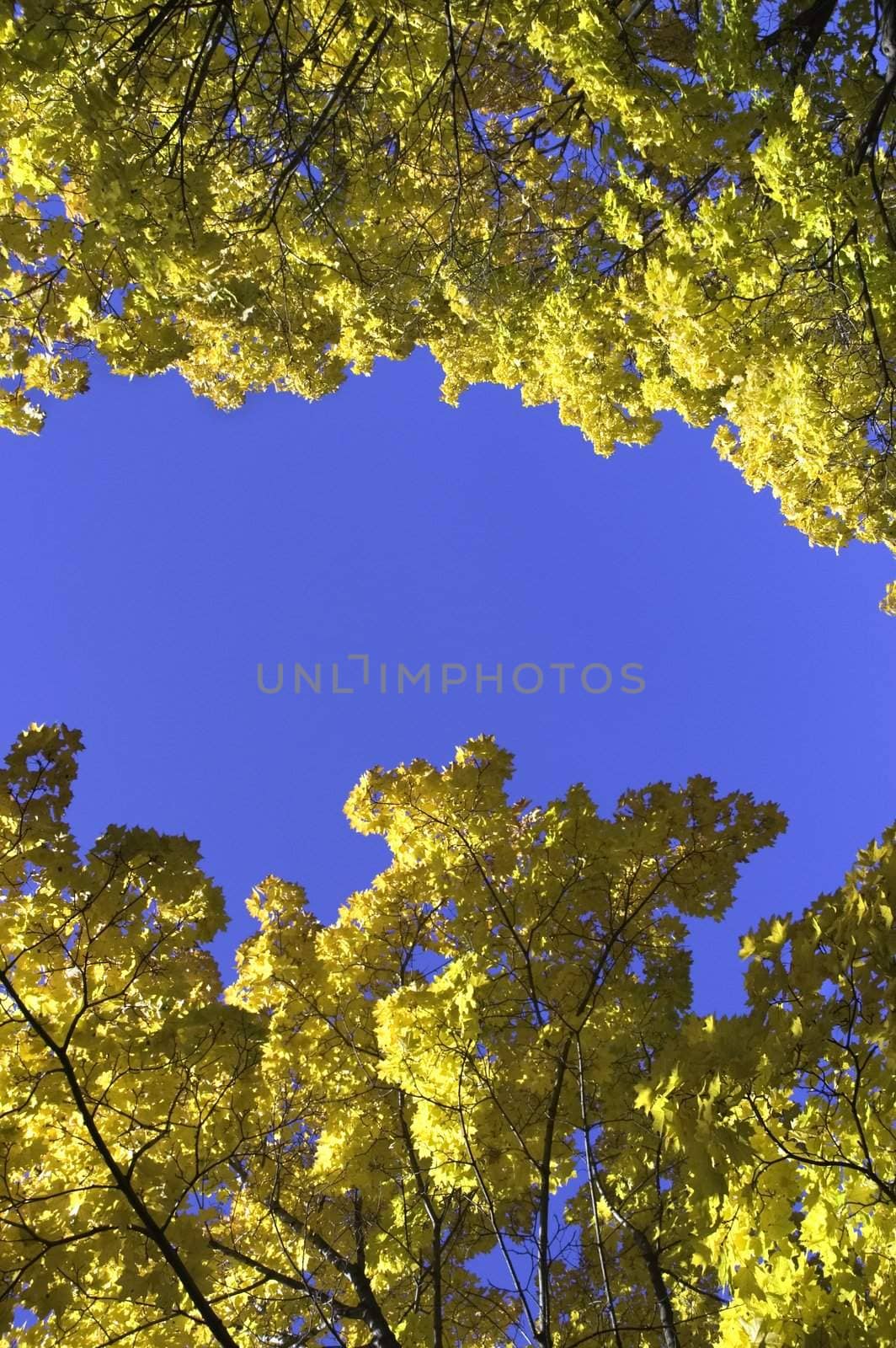 beautiful colors of autumn day (focus point on foliage ,selective)