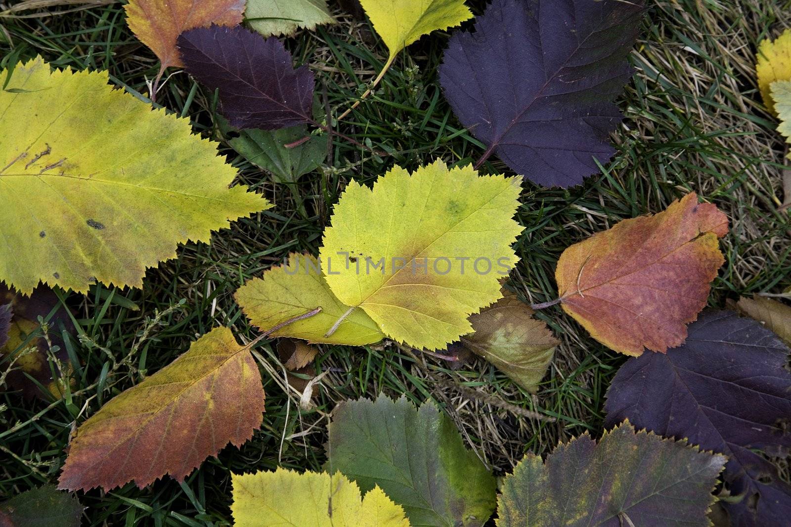 focus point on the center, autumn concept