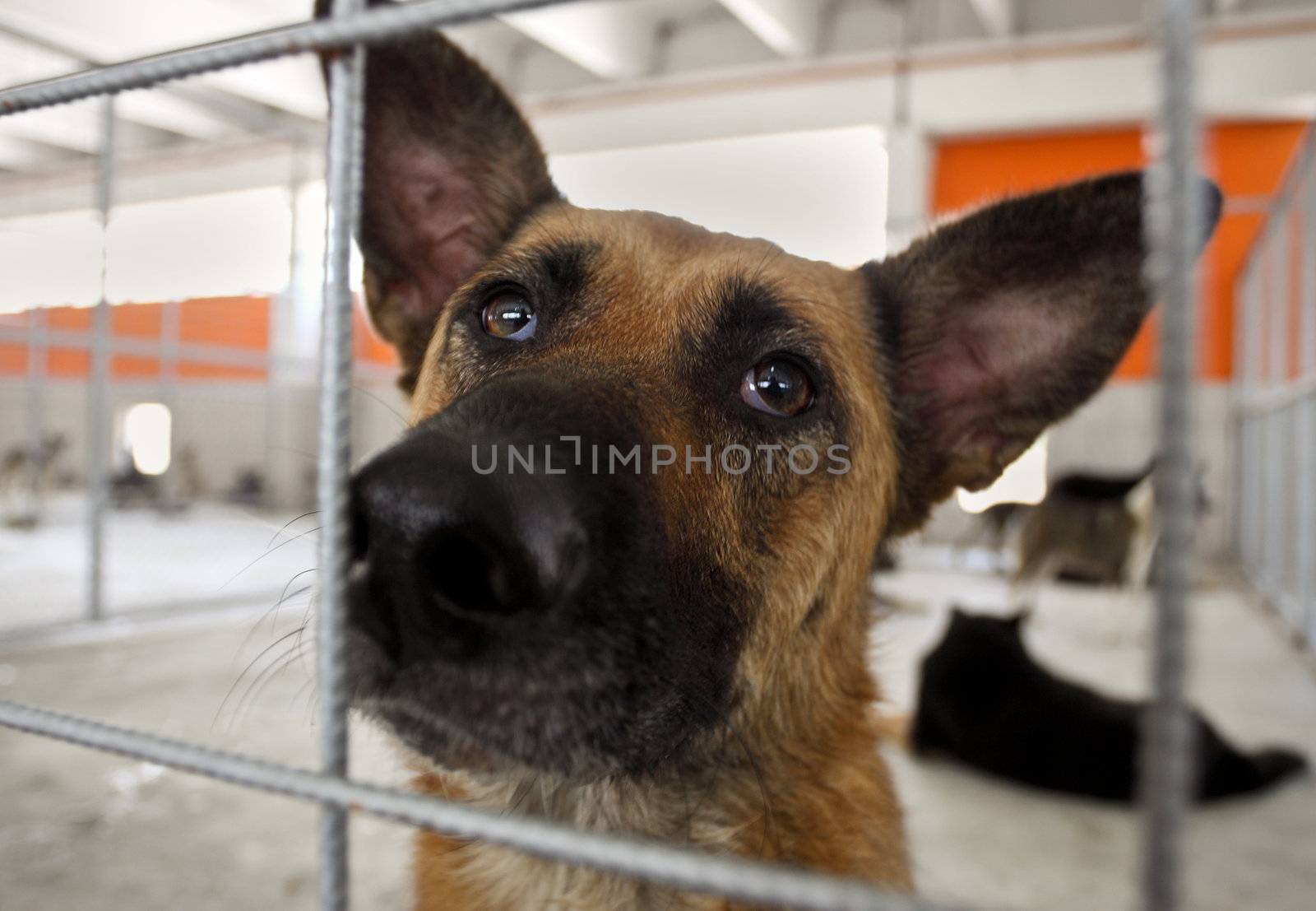 Close-up of homeless dog in a shelter, looking at camera behind bars
