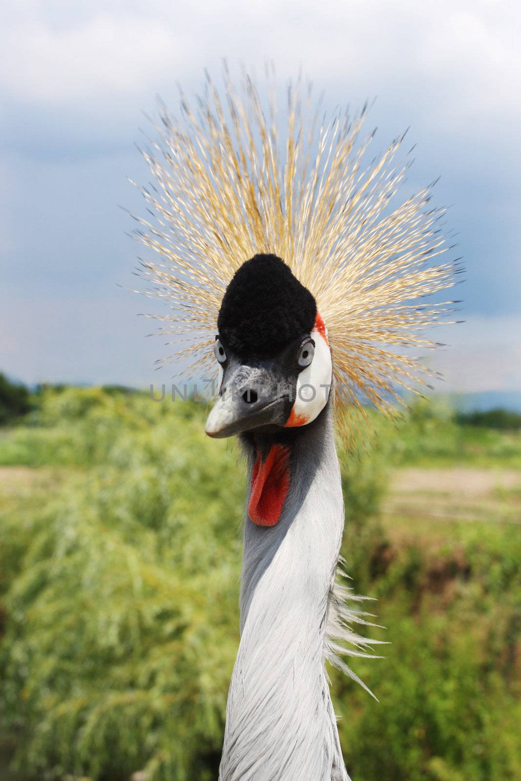 a portrait of an African Grey Crowned Crane (Balearica regulorum)