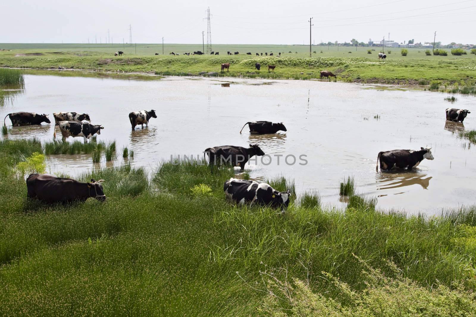 a group of cows is crossing a pond in the summer heat