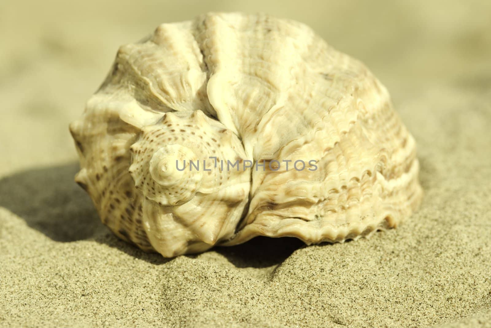 special sepia toned ,focus point on nearest part of seashell